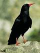 Cornish Chough